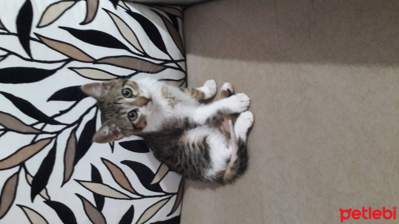 Tekir Kedi, Kedi  Duman fotoğrafı