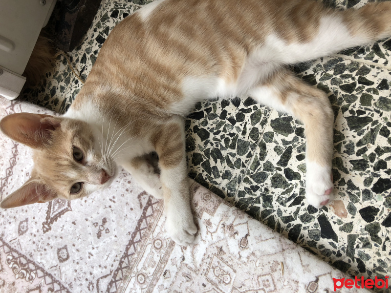 Tekir Kedi, Kedi  Karamel fotoğrafı