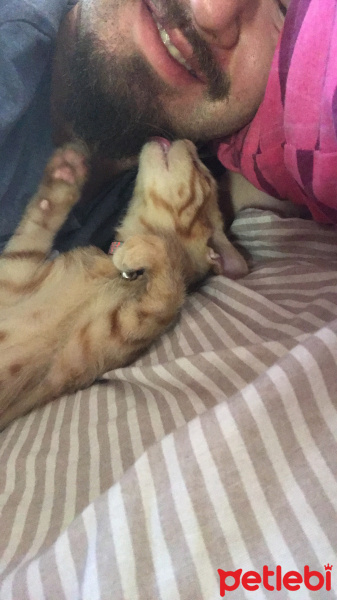 Tekir Kedi, Kedi  Kaju fotoğrafı