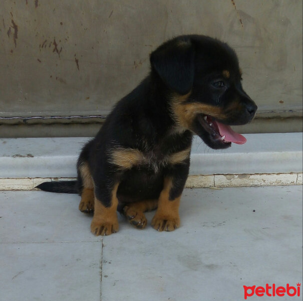 Rottweiler, Köpek  Fırtına fotoğrafı