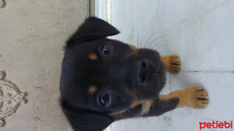 Rottweiler, Köpek  Fırtına fotoğrafı