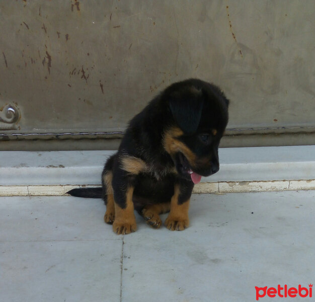 Rottweiler, Köpek  Fırtına fotoğrafı