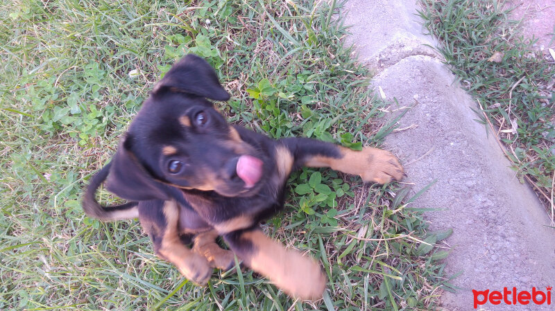 Rottweiler, Köpek  Fırtına fotoğrafı