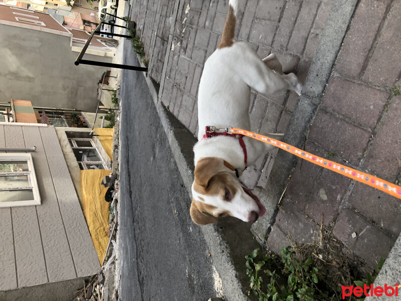 Jack Russell Terrier, Köpek  Şirin fotoğrafı