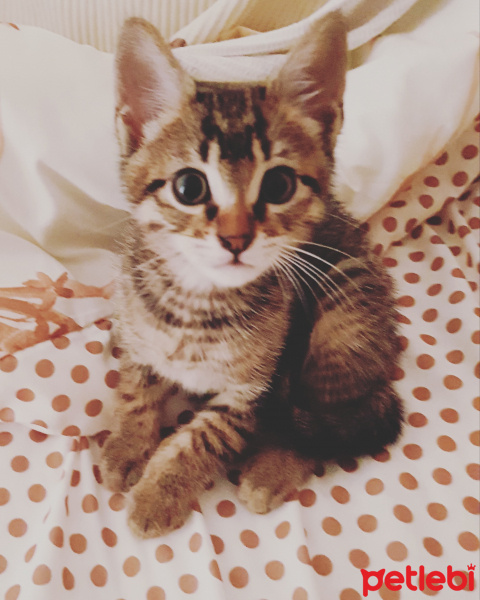 Tekir Kedi, Kedi  Tomy fotoğrafı