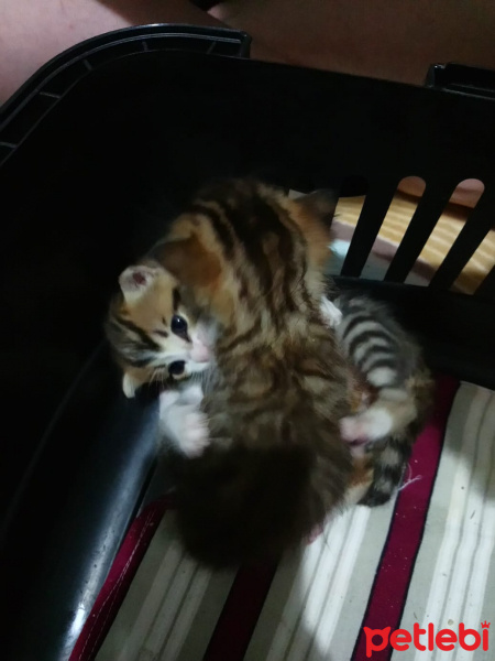 Tekir Kedi, Kedi  Aslan ve leblebi fotoğrafı