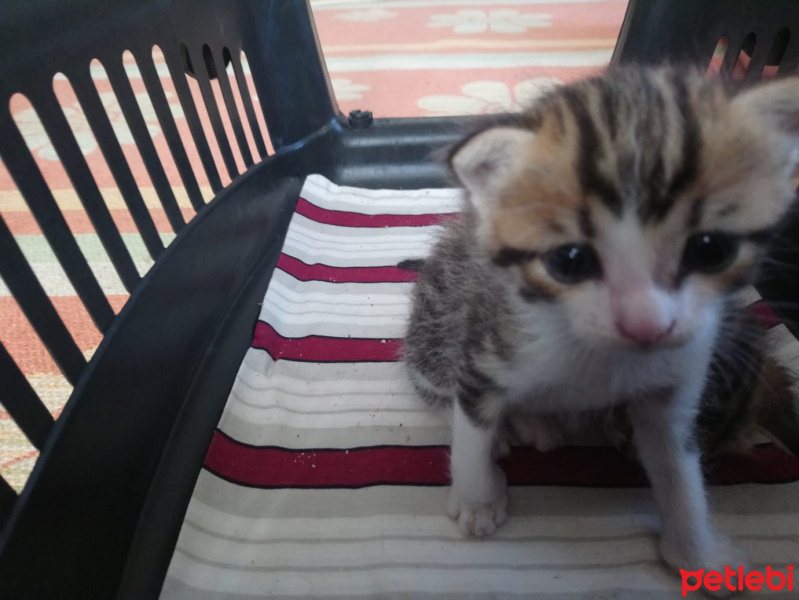 Tekir Kedi, Kedi  Aslan ve leblebi fotoğrafı