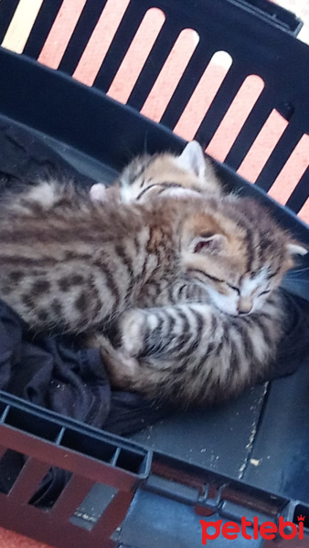 Tekir Kedi, Kedi  Aslan ve leblebi fotoğrafı