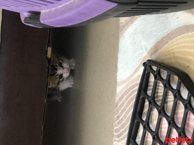 Tekir Kedi, Kedi  Aslan ve leblebi fotoğrafı