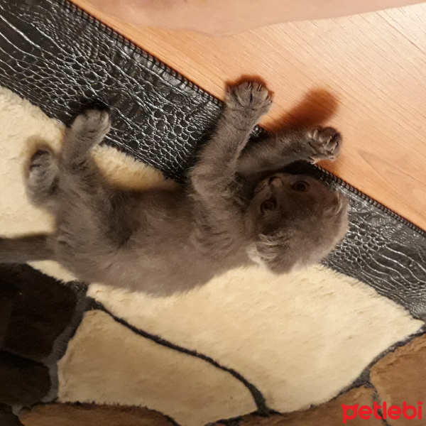 Scottish Fold, Kedi  LOLO fotoğrafı