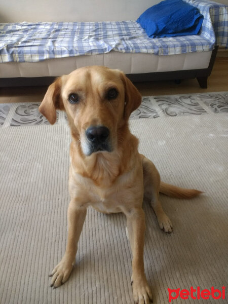 Labrador Retriever, Köpek  Whiskey fotoğrafı