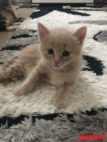 Tekir Kedi, Kedi  cimbom fotoğrafı