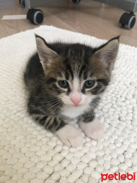 Tekir Kedi, Kedi  çirkin fotoğrafı