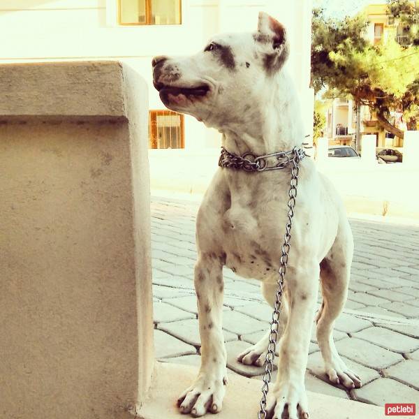 Dogo Arjantin, Köpek  Zeus fotoğrafı