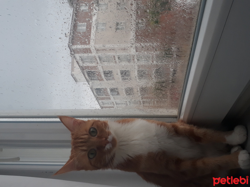 Tekir Kedi, Kedi  Portakal fotoğrafı
