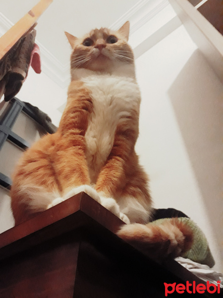 Tekir Kedi, Kedi  Portakal fotoğrafı