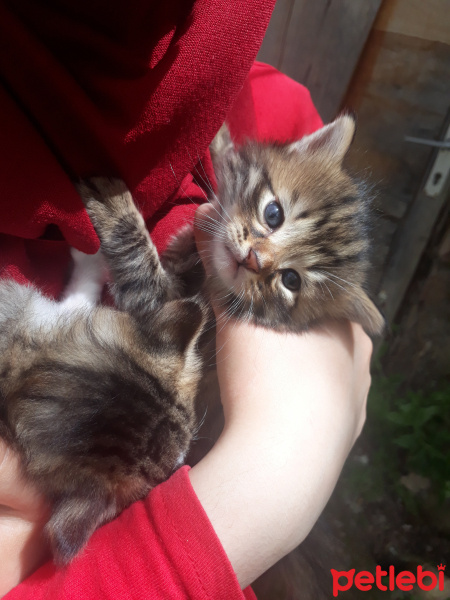 Tekir Kedi, Kedi  Portakal fotoğrafı