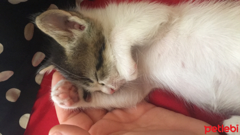 Tekir Kedi, Kedi  Mia fotoğrafı
