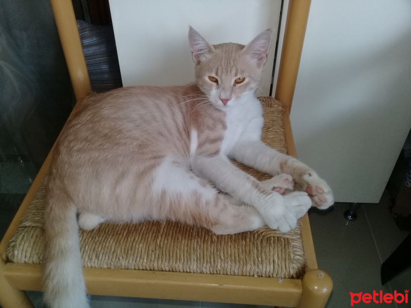 Tekir Kedi, Kedi  FINDIK fotoğrafı