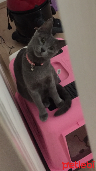 British Shorthair, Kedi  Mia fotoğrafı
