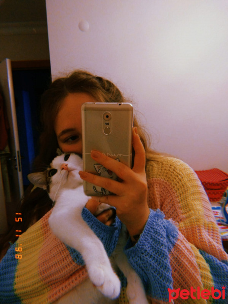 Tekir Kedi, Kedi  Yumak fotoğrafı