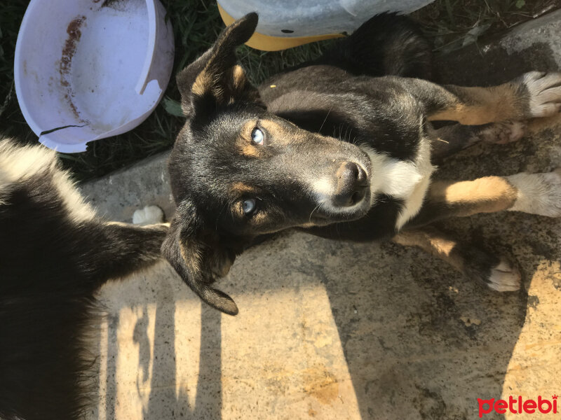 Sibirya Kurdu (Husky), Köpek  Luna fotoğrafı