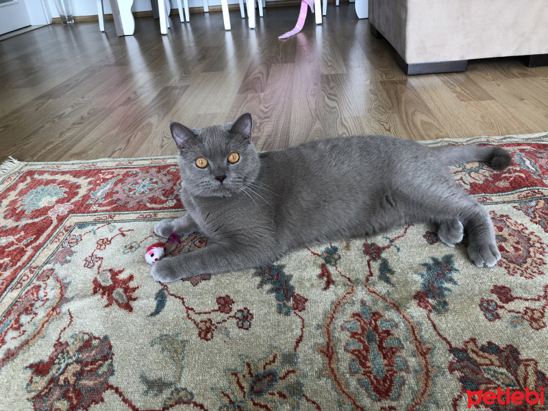 British Shorthair, Kedi  Tosi fotoğrafı