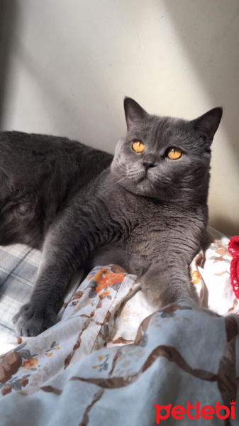 British Shorthair, Kedi  çakıl fotoğrafı