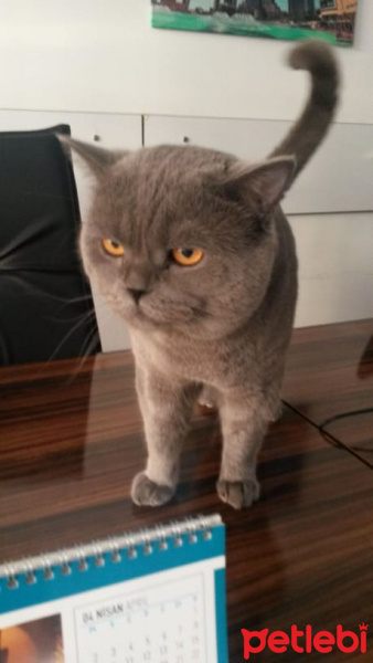 British Shorthair, Kedi  çakıl fotoğrafı