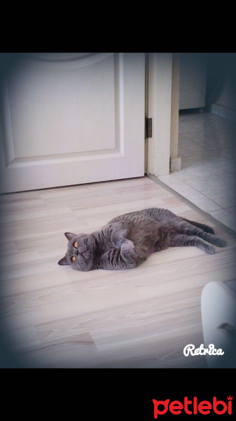 British Shorthair, Kedi  çakıl fotoğrafı