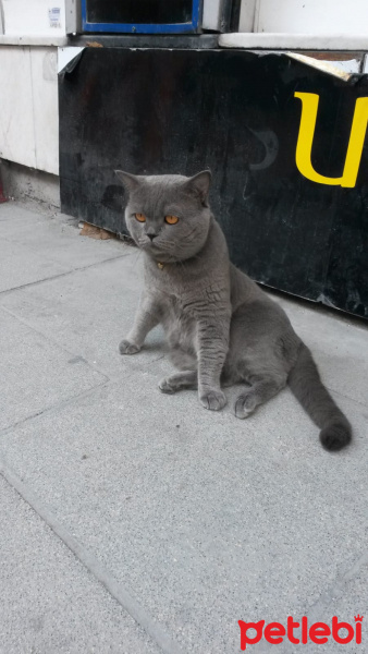 British Shorthair, Kedi  çakıl fotoğrafı