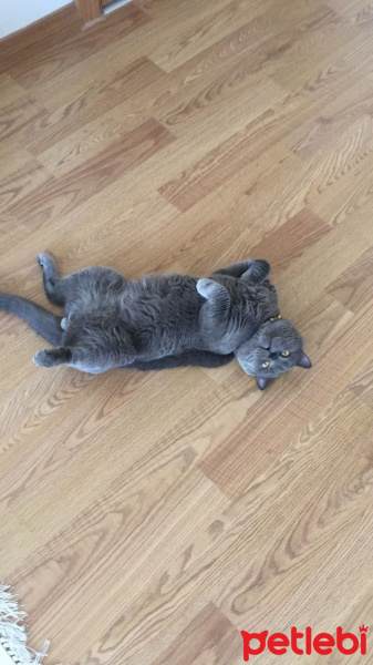 British Shorthair, Kedi  çakıl fotoğrafı