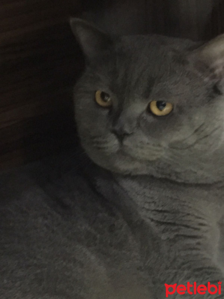 British Shorthair, Kedi  çakıl fotoğrafı