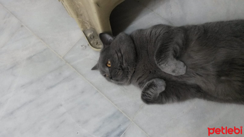 British Shorthair, Kedi  çakıl fotoğrafı