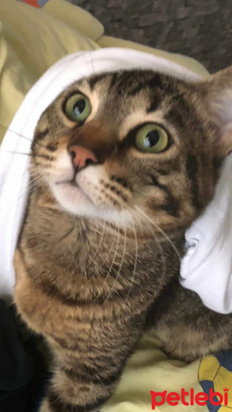 Tekir Kedi, Kedi  HAŞMET fotoğrafı