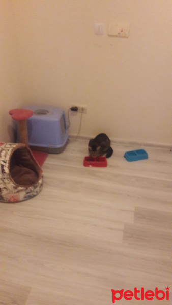 Tekir Kedi, Kedi  HAŞMET fotoğrafı