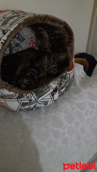 Tekir Kedi, Kedi  HAŞMET fotoğrafı