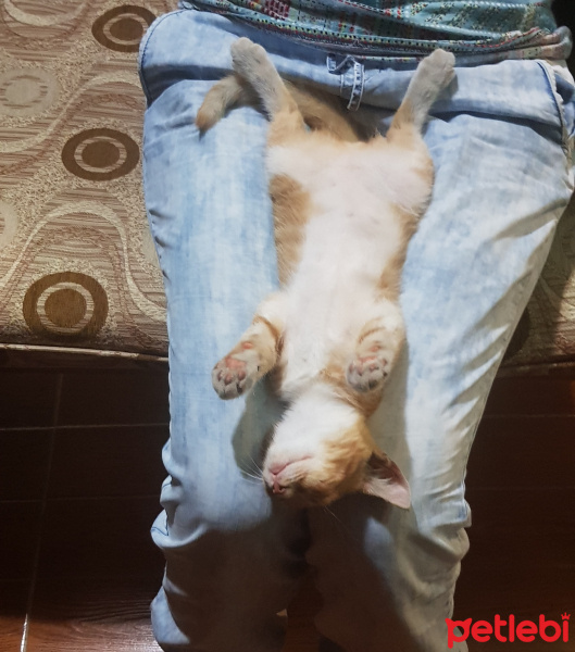 Tekir Kedi, Kedi  Maya fotoğrafı