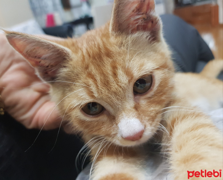 Tekir Kedi, Kedi  Maya fotoğrafı
