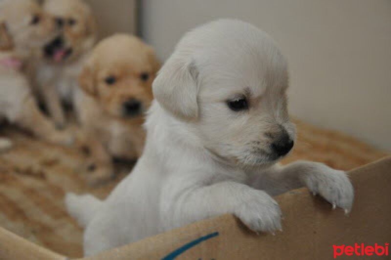 Golden Retriever, Köpek  Max fotoğrafı