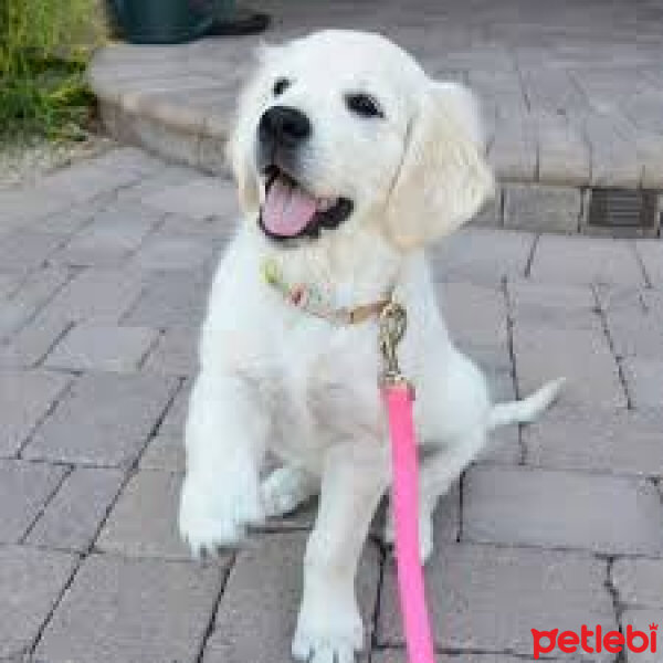 Golden Retriever, Köpek  Max fotoğrafı