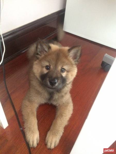 Chow Chow (çin Aslanı), Köpek  Baron fotoğrafı