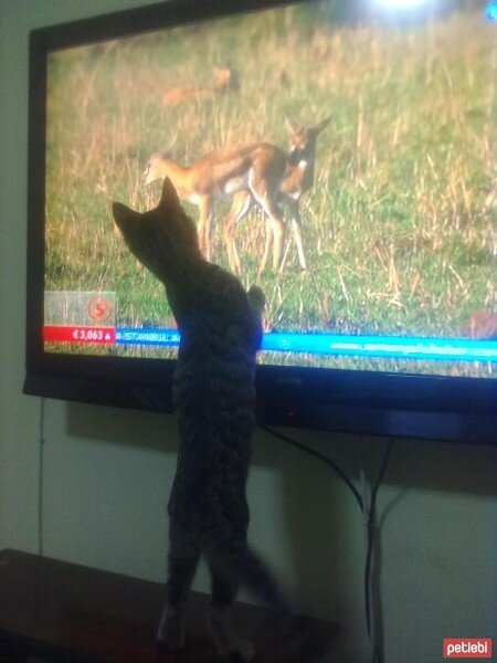 Tekir Kedi, Kedi  Kızım fotoğrafı