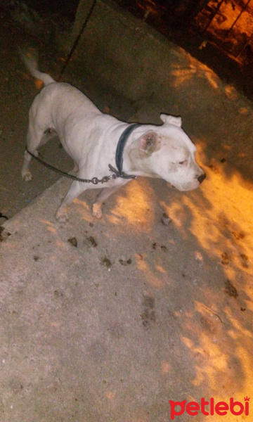 Amerikan Pitbull Terrier, Köpek  Zeyna fotoğrafı
