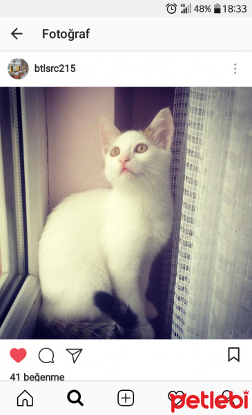 Tekir Kedi, Kedi  Müjgan fotoğrafı