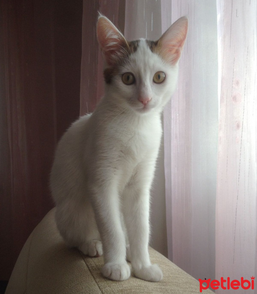 Tekir Kedi, Kedi  Müjgan fotoğrafı