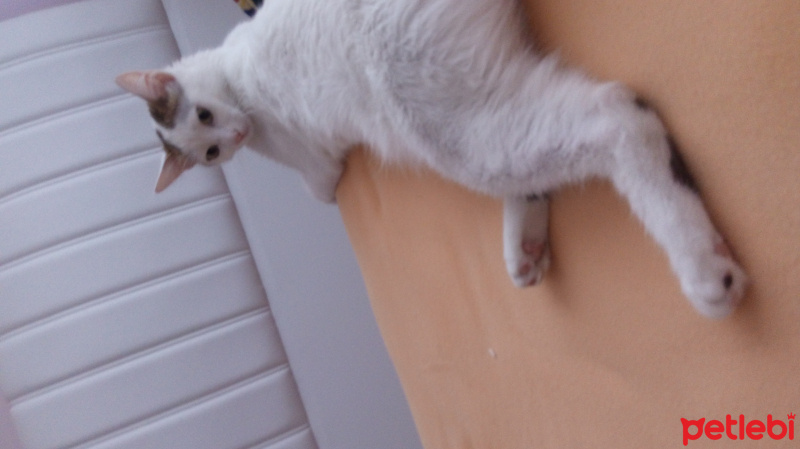 Tekir Kedi, Kedi  Müjgan fotoğrafı