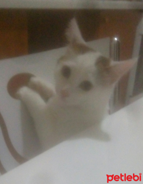 Tekir Kedi, Kedi  Müjgan fotoğrafı