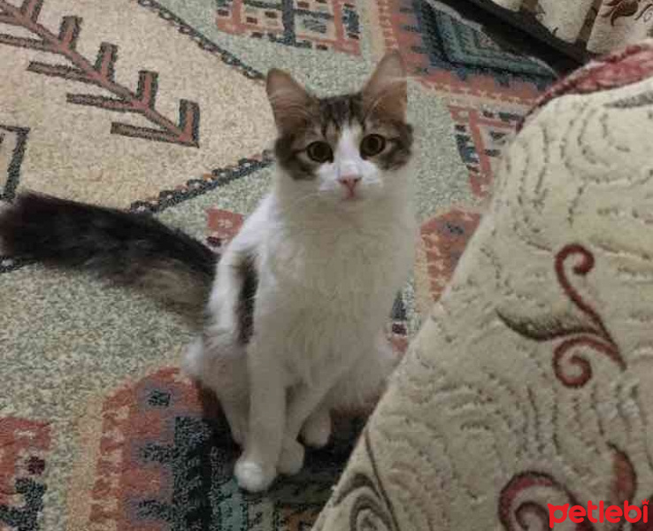 Tekir Kedi, Kedi  Mia fotoğrafı