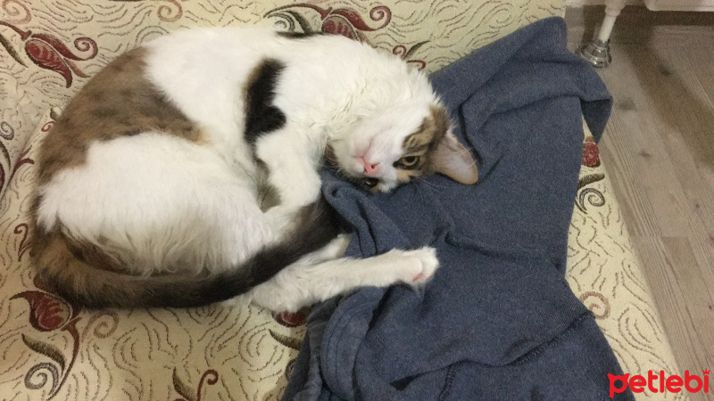 Tekir Kedi, Kedi  Mia fotoğrafı